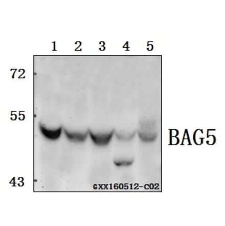 Anti-BAG5 Antibody from Bioworld Technology (BS61560) - Antibodies.com