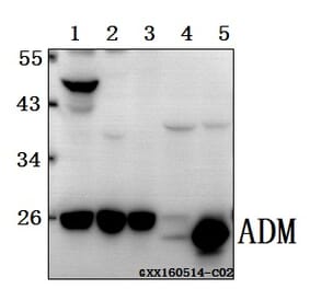 Anti-ADM Antibody from Bioworld Technology (BS61561) - Antibodies.com