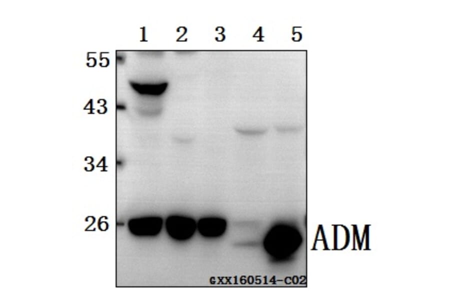 Anti-ADM Antibody from Bioworld Technology (BS61561) - Antibodies.com