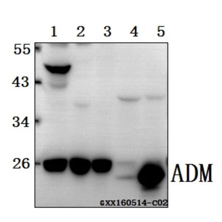 Anti-ADM Antibody from Bioworld Technology (BS61561) - Antibodies.com