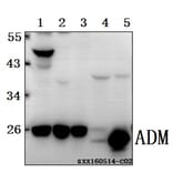 Anti-ADM Antibody from Bioworld Technology (BS61561) - Antibodies.com