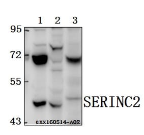 Anti-SERINC2 Antibody from Bioworld Technology (BS61562) - Antibodies.com