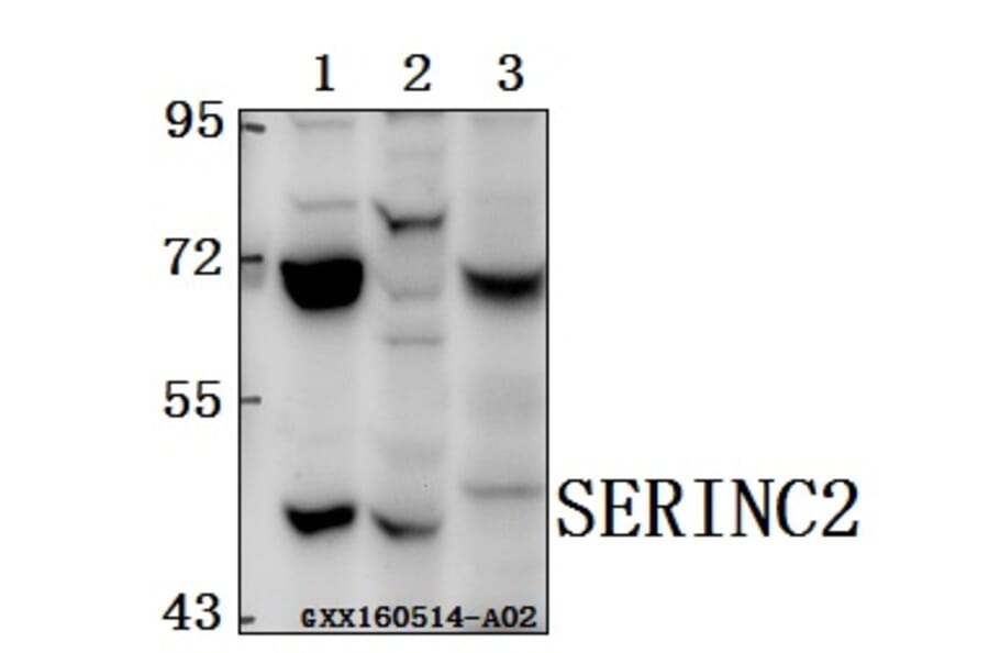 Anti-SERINC2 Antibody from Bioworld Technology (BS61562) - Antibodies.com