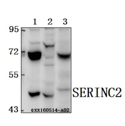 Anti-SERINC2 Antibody from Bioworld Technology (BS61562) - Antibodies.com