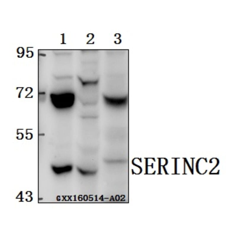 Anti-SERINC2 Antibody from Bioworld Technology (BS61562) - Antibodies.com