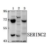 Anti-SERINC2 Antibody from Bioworld Technology (BS61562) - Antibodies.com