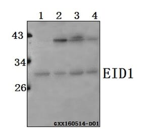 Anti-EID1 Antibody from Bioworld Technology (BS61563) - Antibodies.com