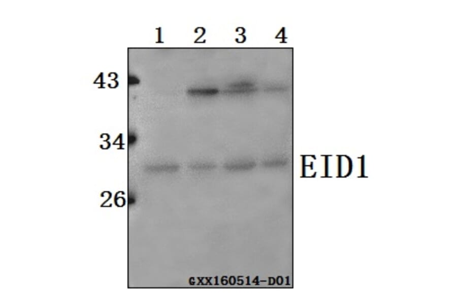 Anti-EID1 Antibody from Bioworld Technology (BS61563) - Antibodies.com