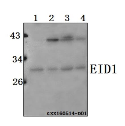 Anti-EID1 Antibody from Bioworld Technology (BS61563) - Antibodies.com