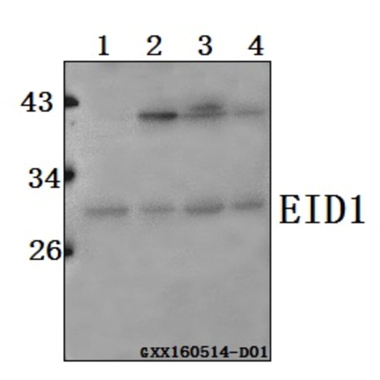 Anti-EID1 Antibody from Bioworld Technology (BS61563) - Antibodies.com