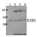 Anti-EID1 Antibody from Bioworld Technology (BS61563) - Antibodies.com