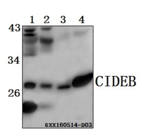 Anti-CIDEB Antibody from Bioworld Technology (BS61564) - Antibodies.com