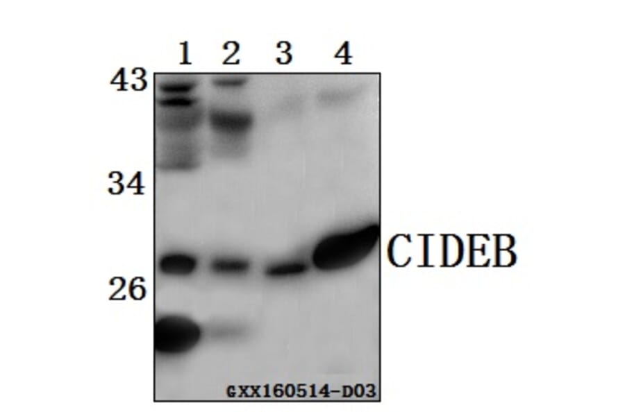Anti-CIDEB Antibody from Bioworld Technology (BS61564) - Antibodies.com