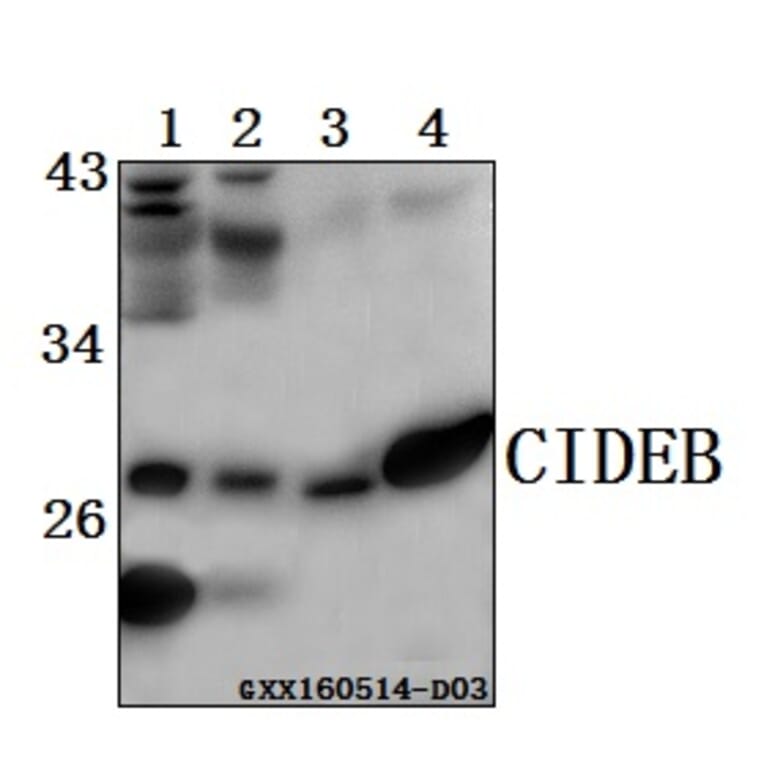 Anti-CIDEB Antibody from Bioworld Technology (BS61564) - Antibodies.com
