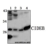 Anti-CIDEB Antibody from Bioworld Technology (BS61564) - Antibodies.com