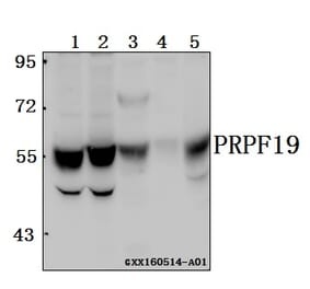 Anti-PRPF19 Antibody from Bioworld Technology (BS61565) - Antibodies.com