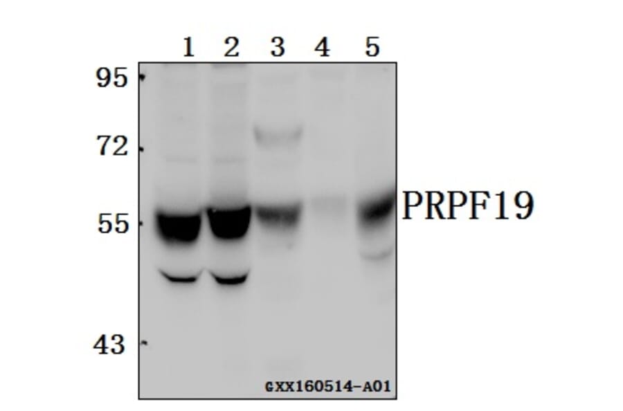 Anti-PRPF19 Antibody from Bioworld Technology (BS61565) - Antibodies.com