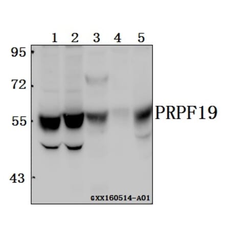 Anti-PRPF19 Antibody from Bioworld Technology (BS61565) - Antibodies.com