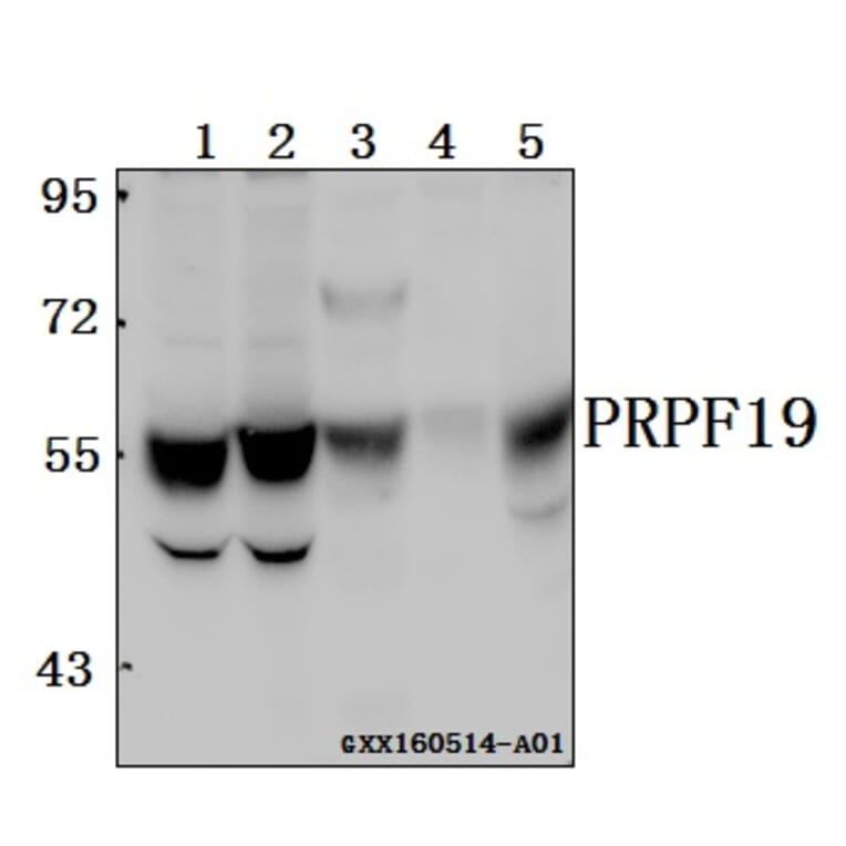 Anti-PRPF19 Antibody from Bioworld Technology (BS61565) - Antibodies.com