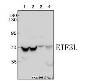 Anti-EIF3L Antibody from Bioworld Technology (BS61567) - Antibodies.com