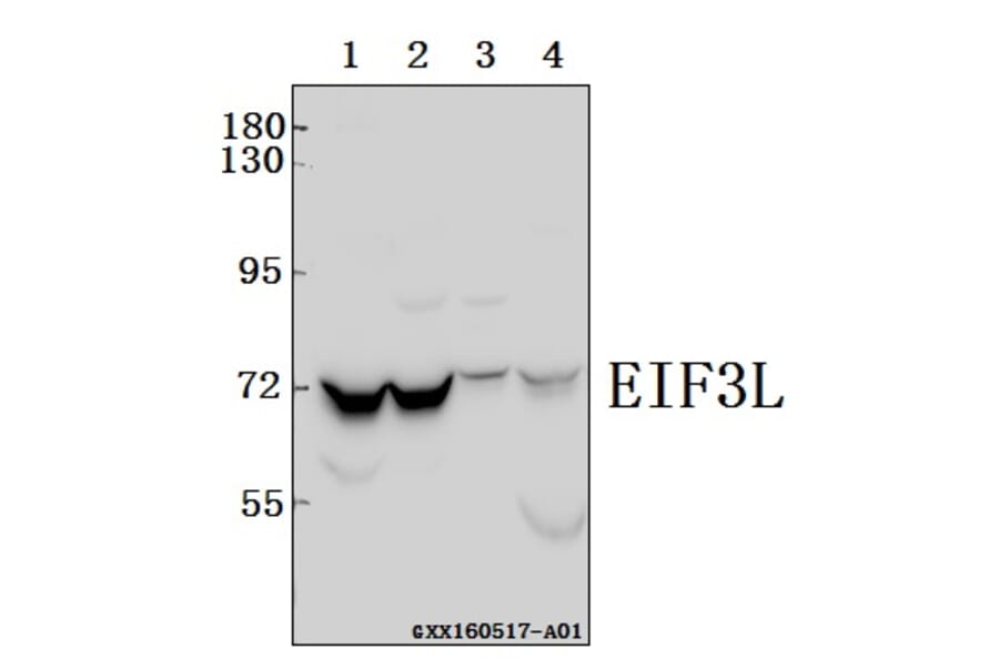 Anti-EIF3L Antibody from Bioworld Technology (BS61567) - Antibodies.com