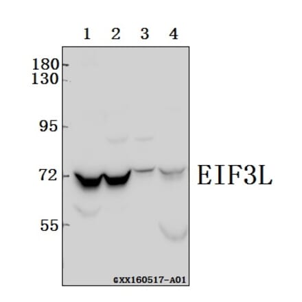 Anti-EIF3L Antibody from Bioworld Technology (BS61567) - Antibodies.com