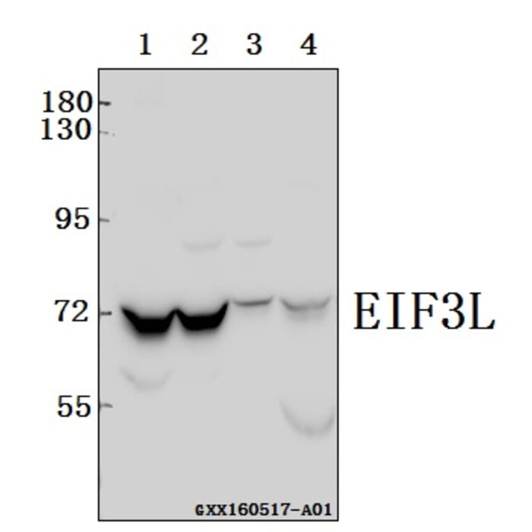 Anti-EIF3L Antibody from Bioworld Technology (BS61567) - Antibodies.com