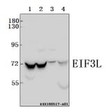 Anti-EIF3L Antibody from Bioworld Technology (BS61567) - Antibodies.com