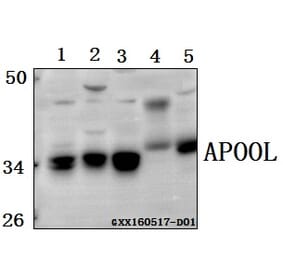 Anti-APOOL Antibody from Bioworld Technology (BS61568) - Antibodies.com