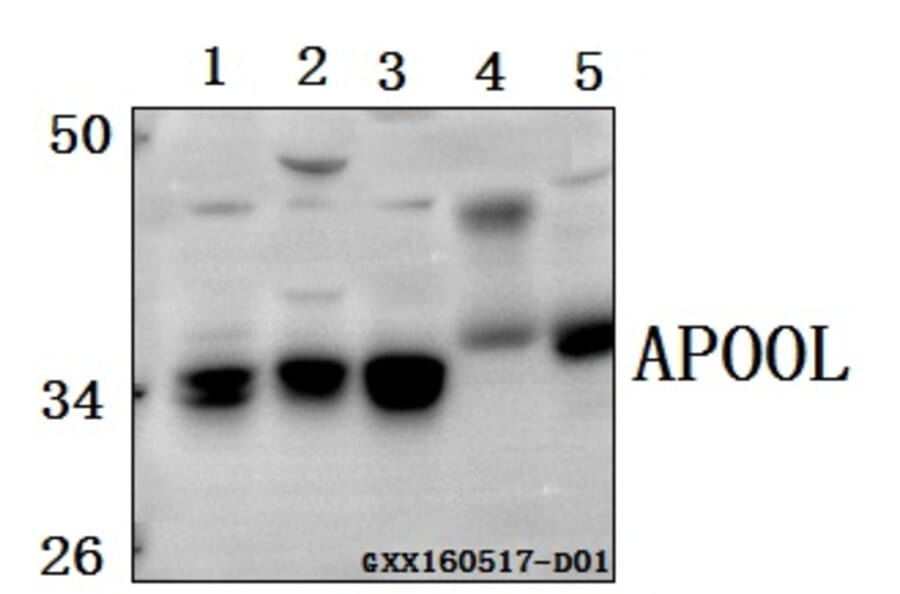Anti-APOOL Antibody from Bioworld Technology (BS61568) - Antibodies.com