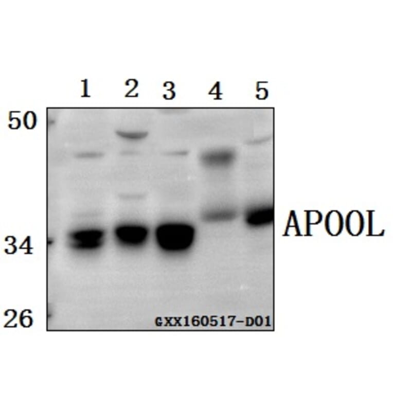 Anti-APOOL Antibody from Bioworld Technology (BS61568) - Antibodies.com