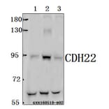 Anti-CDH22 Antibody from Bioworld Technology (BS61569) - Antibodies.com