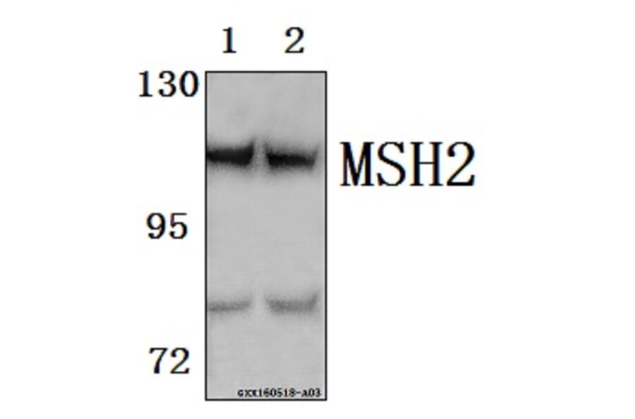 Anti-MSH2 Antibody from Bioworld Technology (BS61570) - Antibodies.com