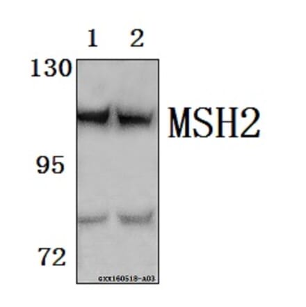 Anti-MSH2 Antibody from Bioworld Technology (BS61570) - Antibodies.com
