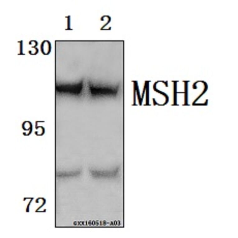 Anti-MSH2 Antibody from Bioworld Technology (BS61570) - Antibodies.com