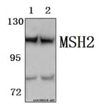 Anti-MSH2 Antibody from Bioworld Technology (BS61570) - Antibodies.com