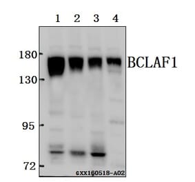 Anti-BCLAF1 Antibody from Bioworld Technology (BS61571) - Antibodies.com