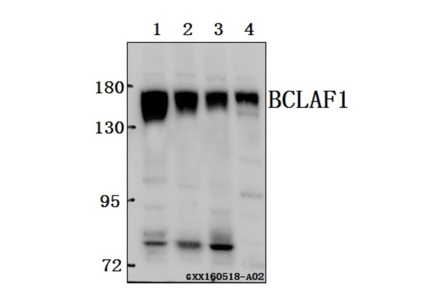 Anti-BCLAF1 Antibody from Bioworld Technology (BS61571) - Antibodies.com