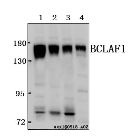 Anti-BCLAF1 Antibody from Bioworld Technology (BS61571) - Antibodies.com