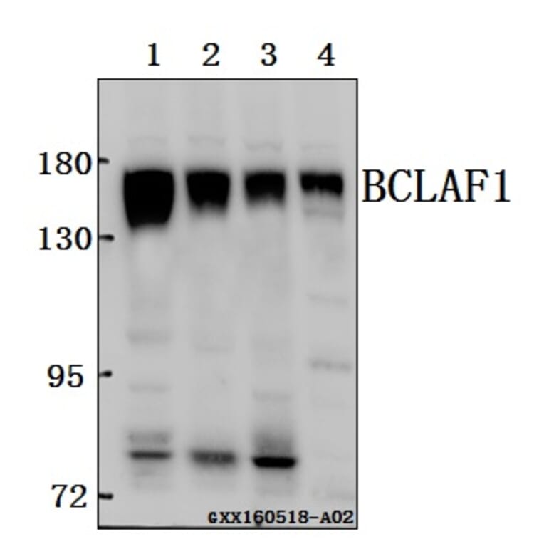 Anti-BCLAF1 Antibody from Bioworld Technology (BS61571) - Antibodies.com