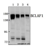 Anti-BCLAF1 Antibody from Bioworld Technology (BS61571) - Antibodies.com