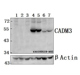 Anti-CADM3 Antibody from Bioworld Technology (BS61572) - Antibodies.com