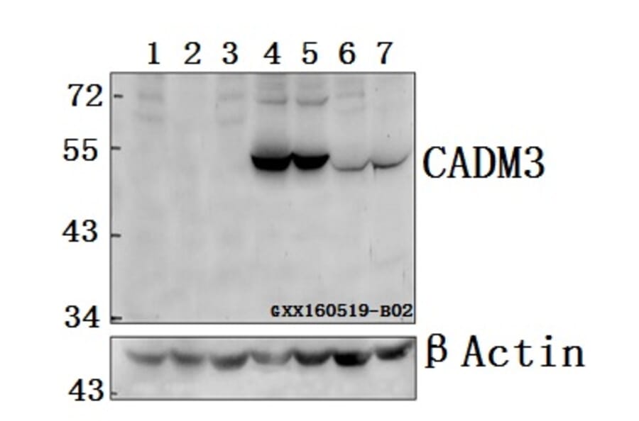 Anti-CADM3 Antibody from Bioworld Technology (BS61572) - Antibodies.com