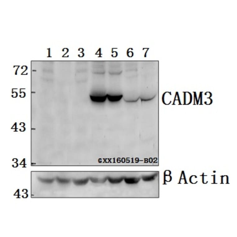 Anti-CADM3 Antibody from Bioworld Technology (BS61572) - Antibodies.com