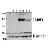 Anti-CADM3 Antibody from Bioworld Technology (BS61572) - Antibodies.com