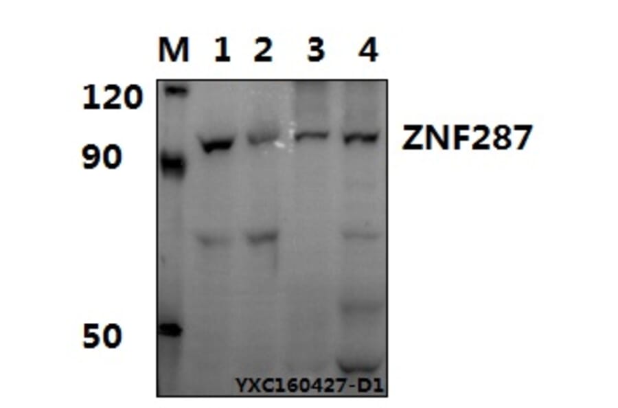 Anti-ZNF287 Antibody from Bioworld Technology (BS61573) - Antibodies.com