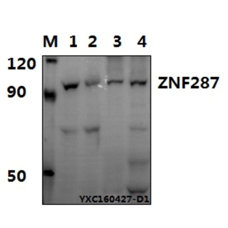 Anti-ZNF287 Antibody from Bioworld Technology (BS61573) - Antibodies.com