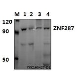 Anti-ZNF287 Antibody from Bioworld Technology (BS61573) - Antibodies.com