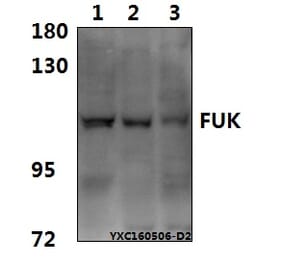 Anti-FUK Antibody from Bioworld Technology (BS61575) - Antibodies.com