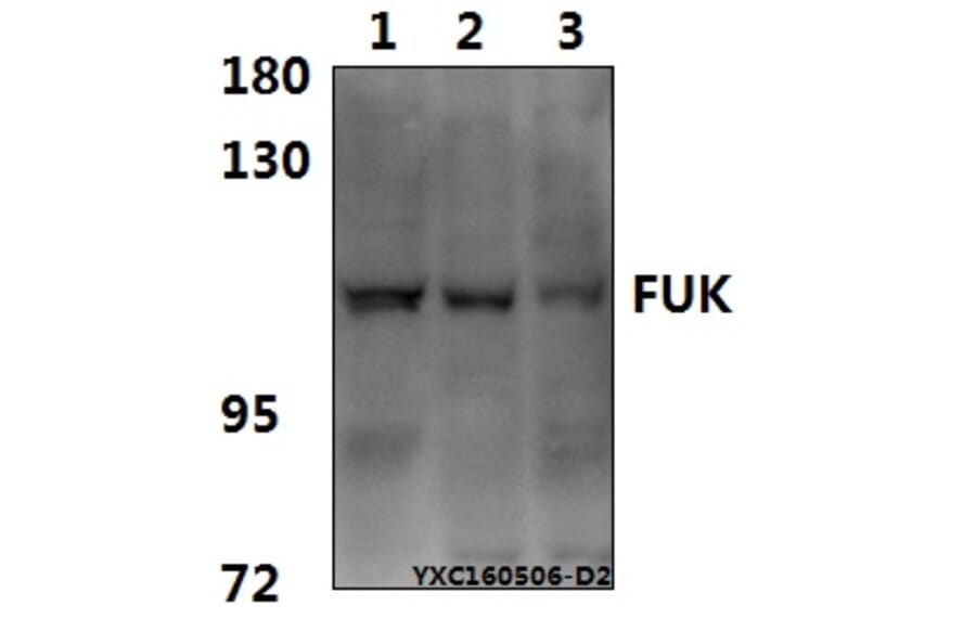 Anti-FUK Antibody from Bioworld Technology (BS61575) - Antibodies.com